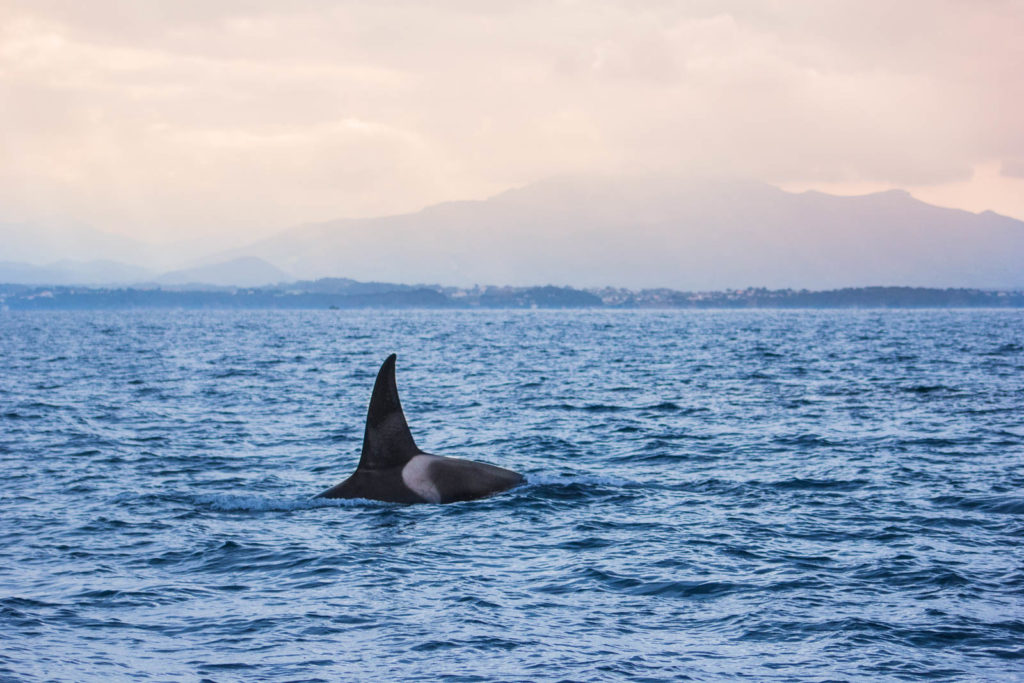 Observation d'orque au Pays Basque avec Explore Océan, une balade en bateau sur la cote basque, activités de loisir à Saint Jean de Luz