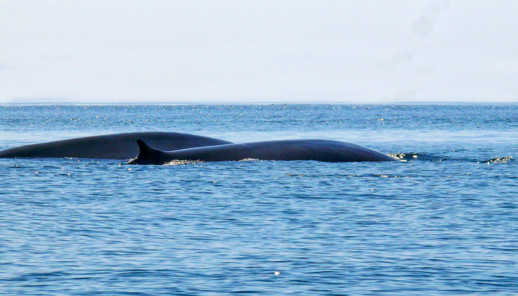 observation de rorqual commun Rorqual commun au pays basque avec explore ocean, balein pays basque cétacé whale watching tourisme nature ecotourisme sudouest