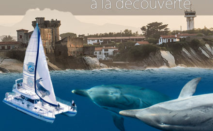 Embarquez à la découverte des dauphins et baleines et du patrimoine maritime au Pays Basque