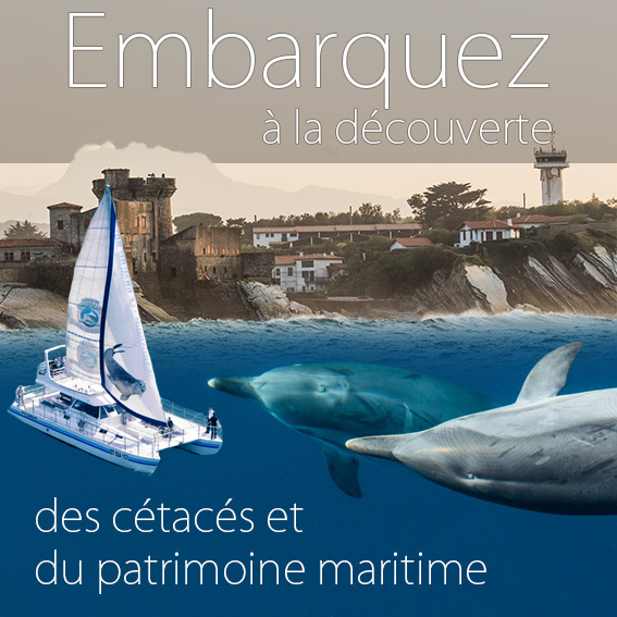 Embarquez à la découverte des dauphins et baleines et du patrimoine maritime au Pays Basque