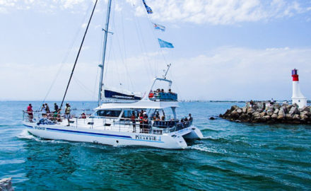 catamaran Atalya-explore ocean-dauphin-pays basque-natrue-cetacé-baleine-cote basque