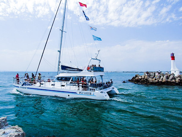 catamaran Atalya-explore ocean-dauphin-pays basque-natrue-cetacé-baleine-cote basque