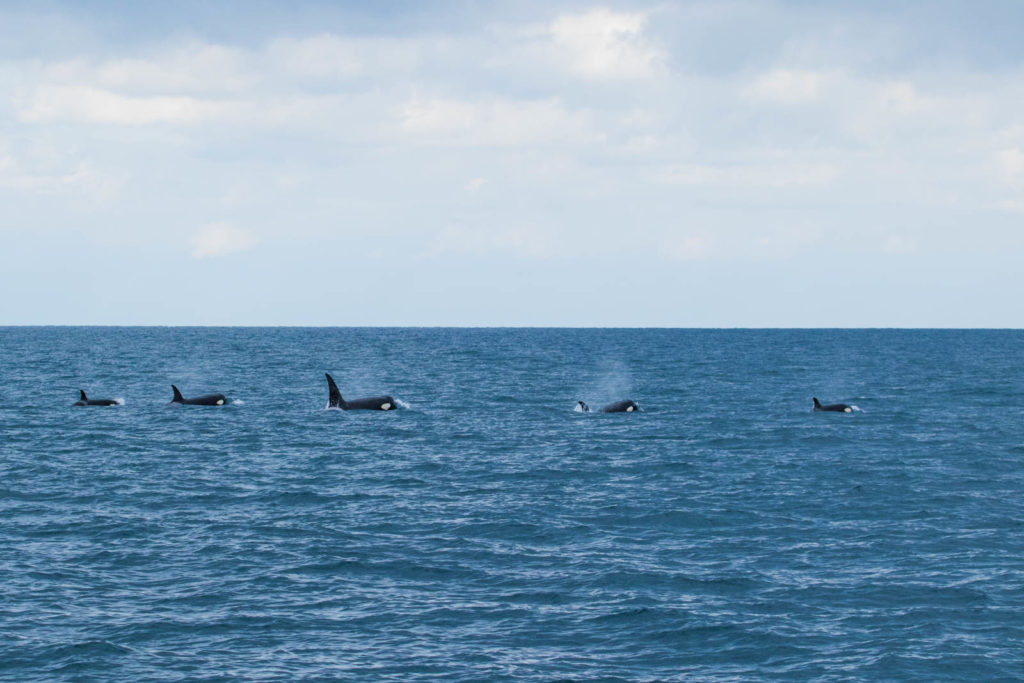 orques au Pays Basque, killer whale, whale watching France, whale watching Pays Basque, toursime au pays basque, a voir a faire a Saint Jean de Luz