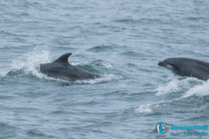 dauphin cote basque explore ocean saint jean de luz