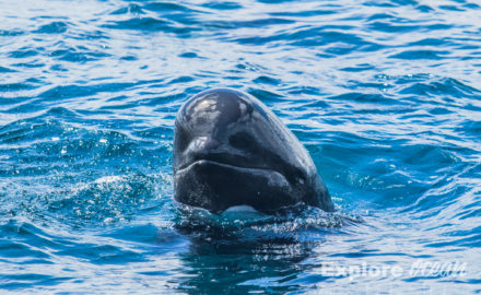globicephale pays basque-explore ocean-whale watching-activité saint jean de luz-biarritz-catamaran-cote basque-bayonne