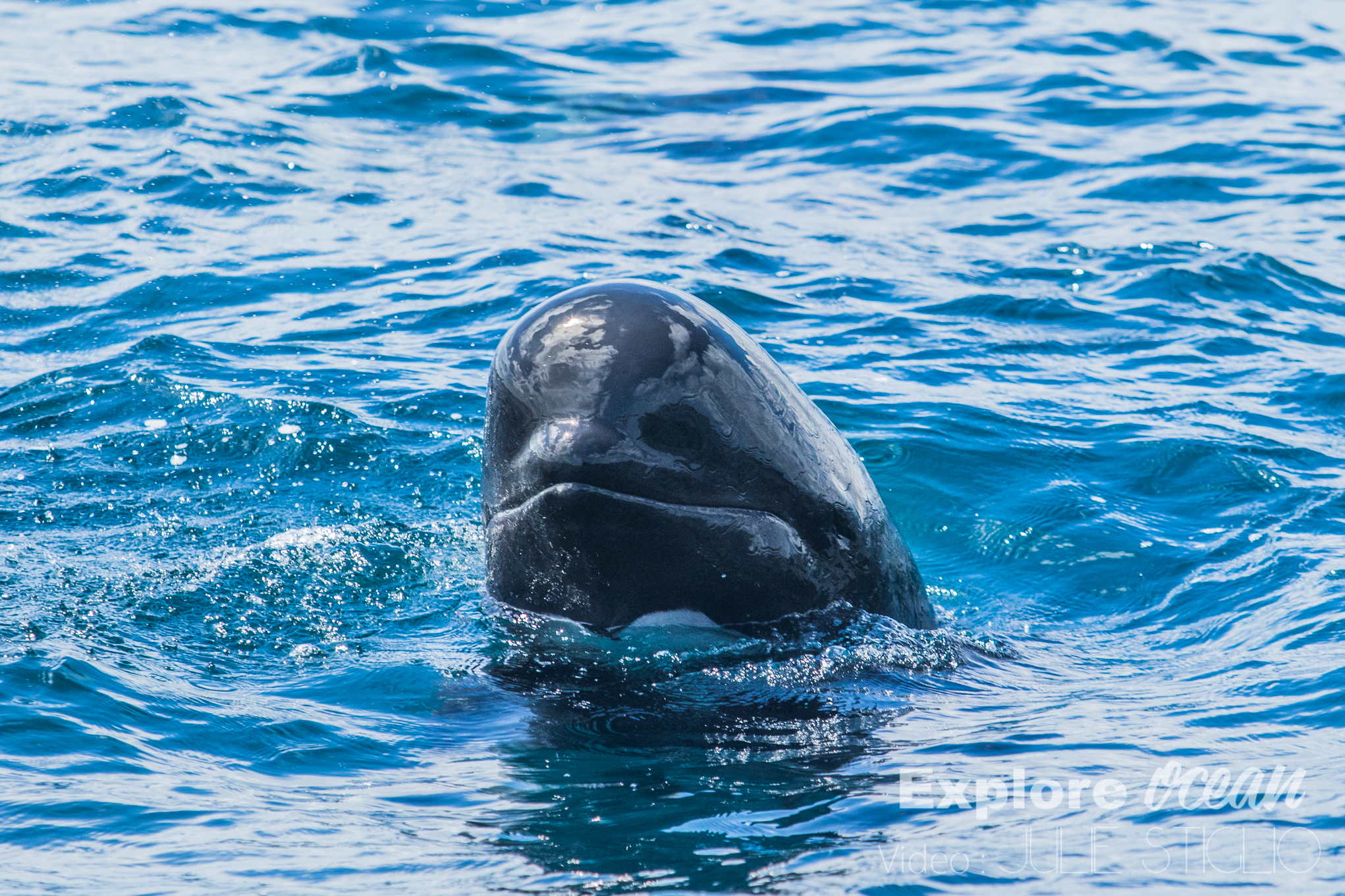 globicephale pays basque-explore ocean-whale watching-activité saint jean de luz-biarritz-catamaran-cote basque-bayonne