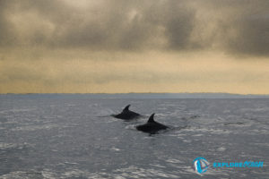 dauphin pays basque-dauphin cote basque- explore ocean-activite saint jean de luz-quoi faire au pays basque-whale watching france-bayonne