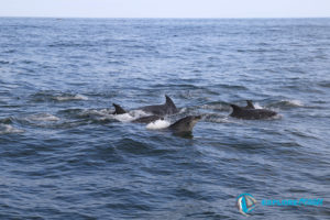 dauphin pays basque-dauphin cote basque- explore ocean-activite saint jean de luz-quoi faire au pays basque-whale watching france