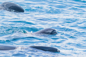 globicephale pays basque-explore ocean-whale watching-activité saint jean de luz-biarritz-catamaran-cote basque-bayonne