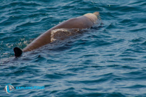 baleine a bec-explore ocean-observation des cetaces cote basque-whalewatching-balade en bateau