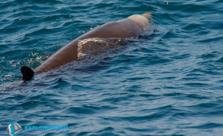 baleine a bec-explore ocean-observation des cetaces cote basque-whalewatching-balade en bateau