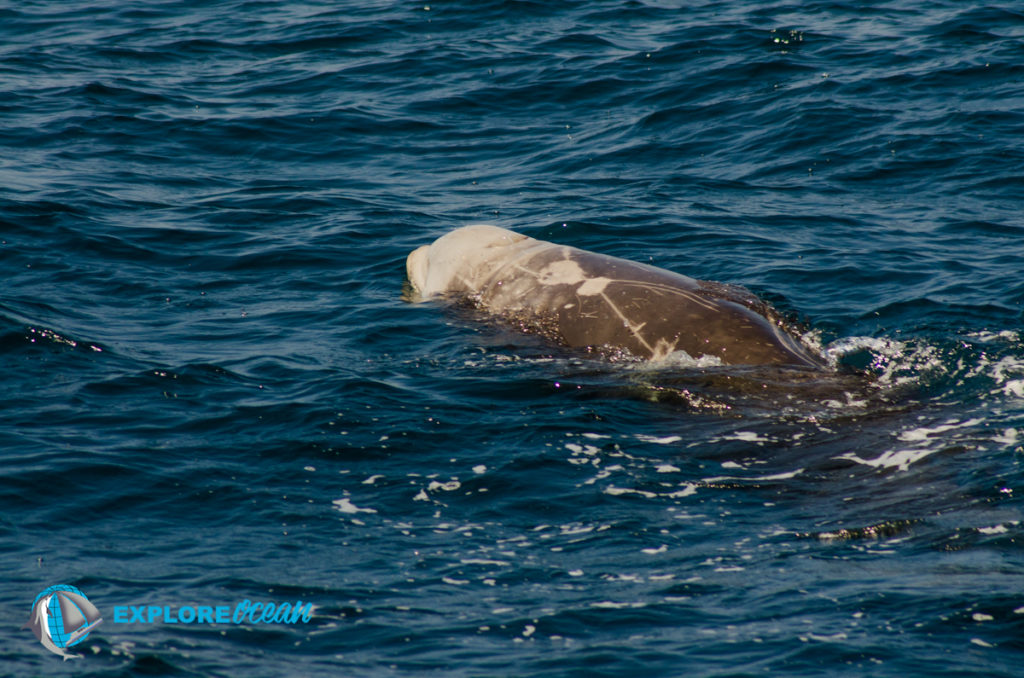 baleine a bec-explore ocean-observation des cetaces cote basque-whalewatching-balade en bateau