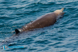 baleine a bec-explore ocean-observation des cetaces cote basque-whalewatching-balade en bateau