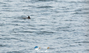 marsouin cote basque pays basque explore ocean whale watching