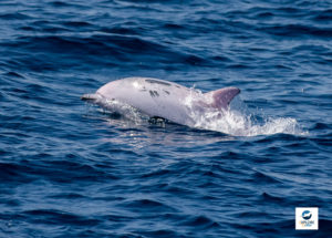 Dauphin blanc