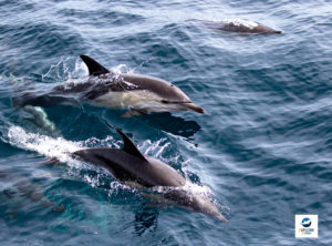 dauphins communs du Golfe de Gascogne