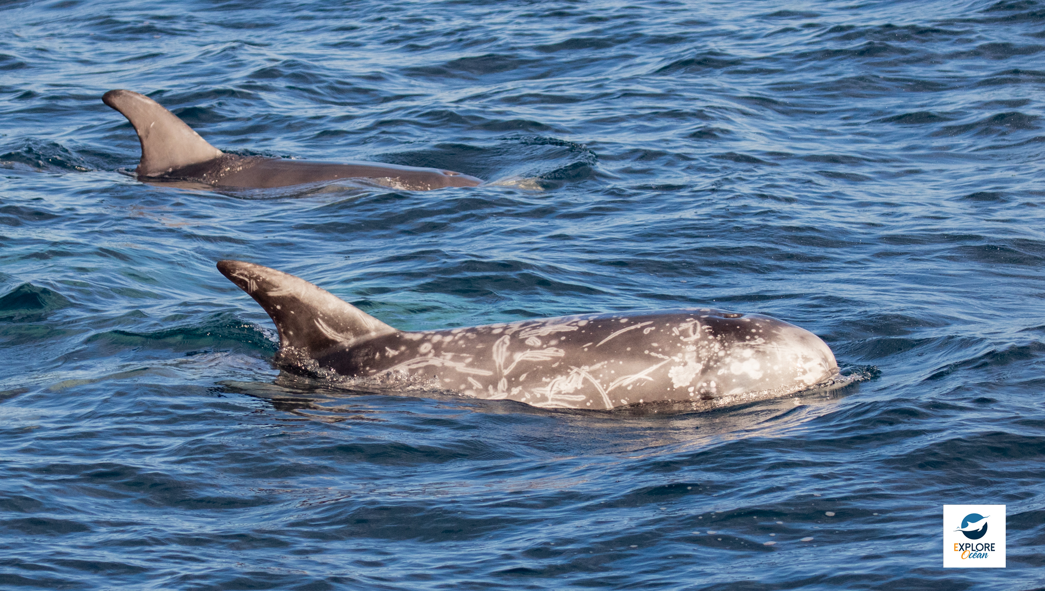 Dauphins de Risso nageant le long du catamaran Atalaya d'Explore Océan - septembre 2023