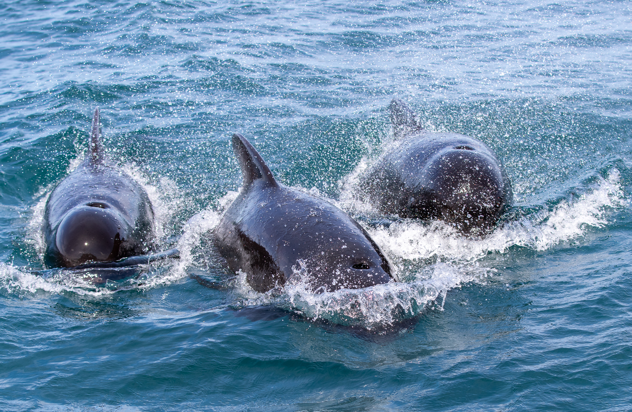 Globicéphales noirs ou baleines pilotes au large de la cote basque. Photo prise par Explore Océan lors d'une Expédition Cétacés