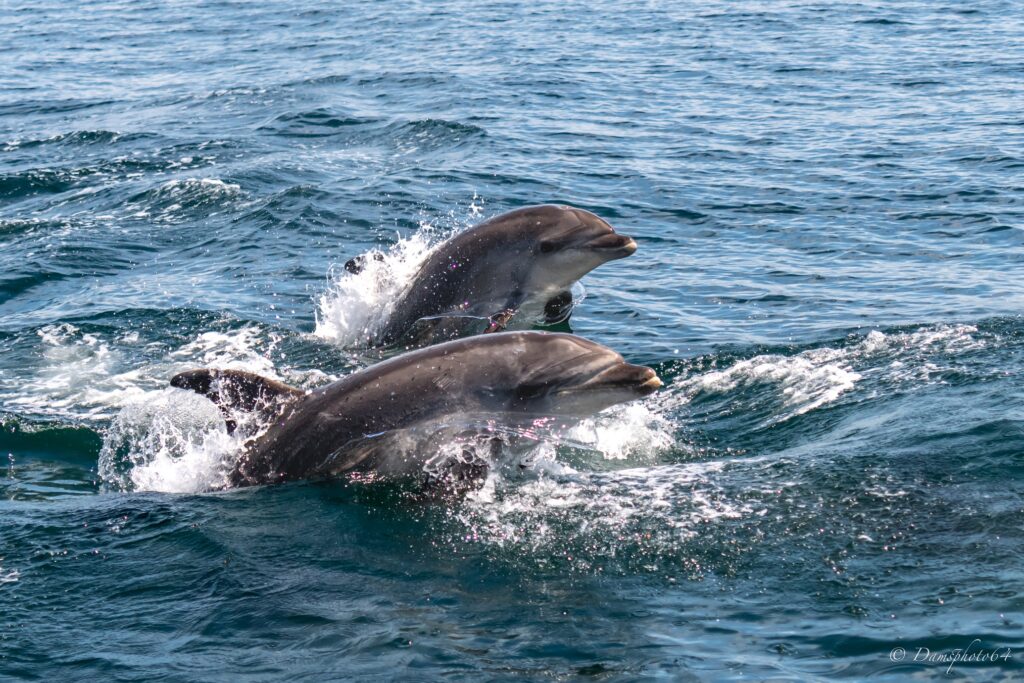 Grands dauphins en mer Explore Océan