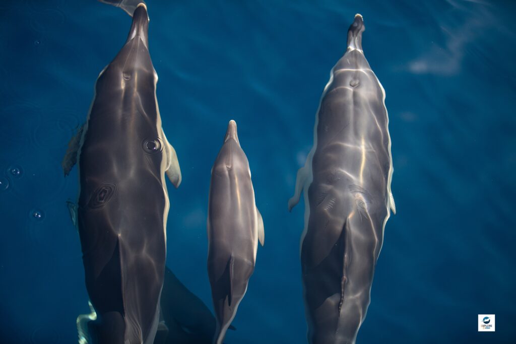 Dauphins communs - Explore Océan