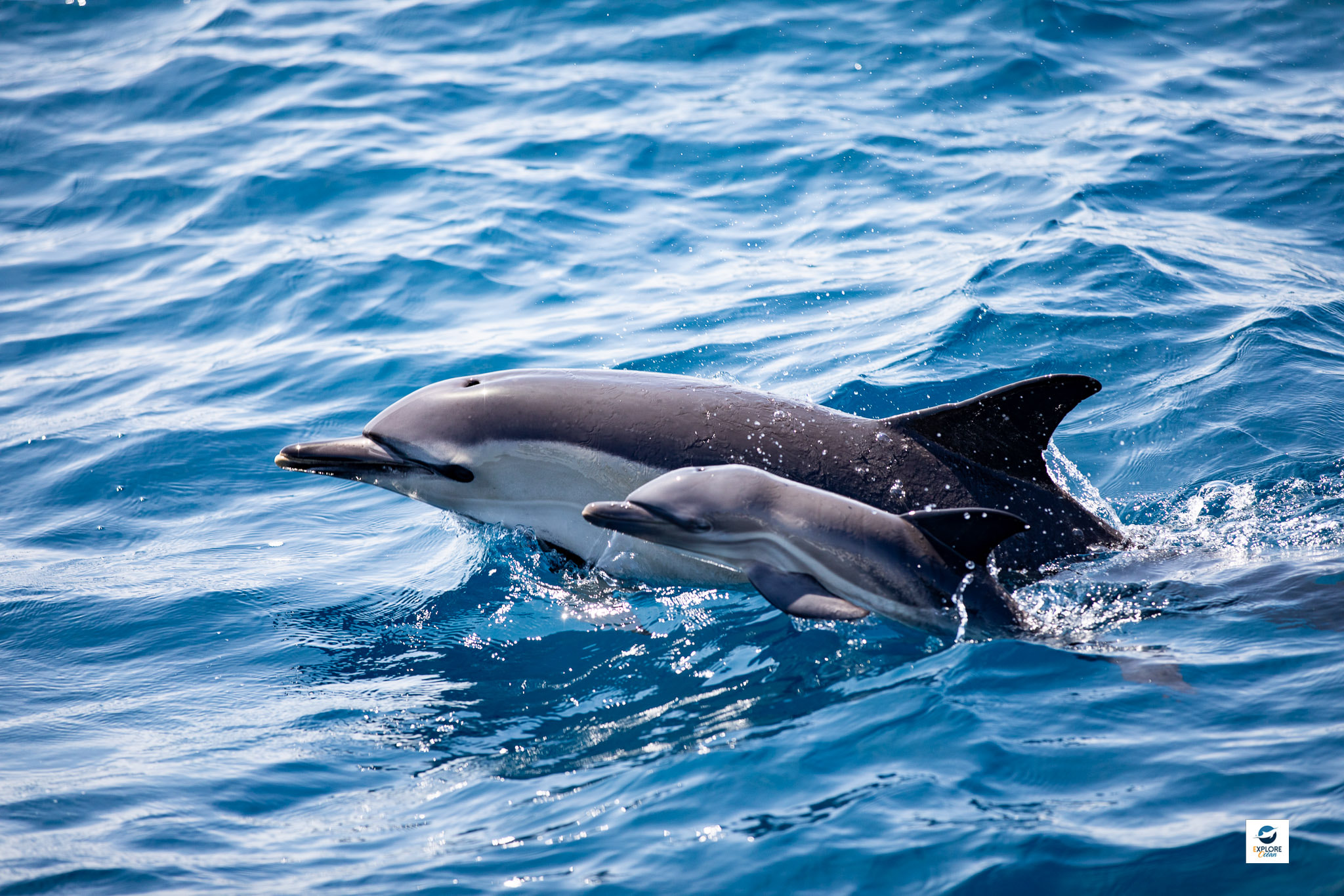 Photo d'une maman dauphin commun et son petit sortant de l'eau et montrant leur corps lors d'un Expédition Cétacés d'Explore Ocean