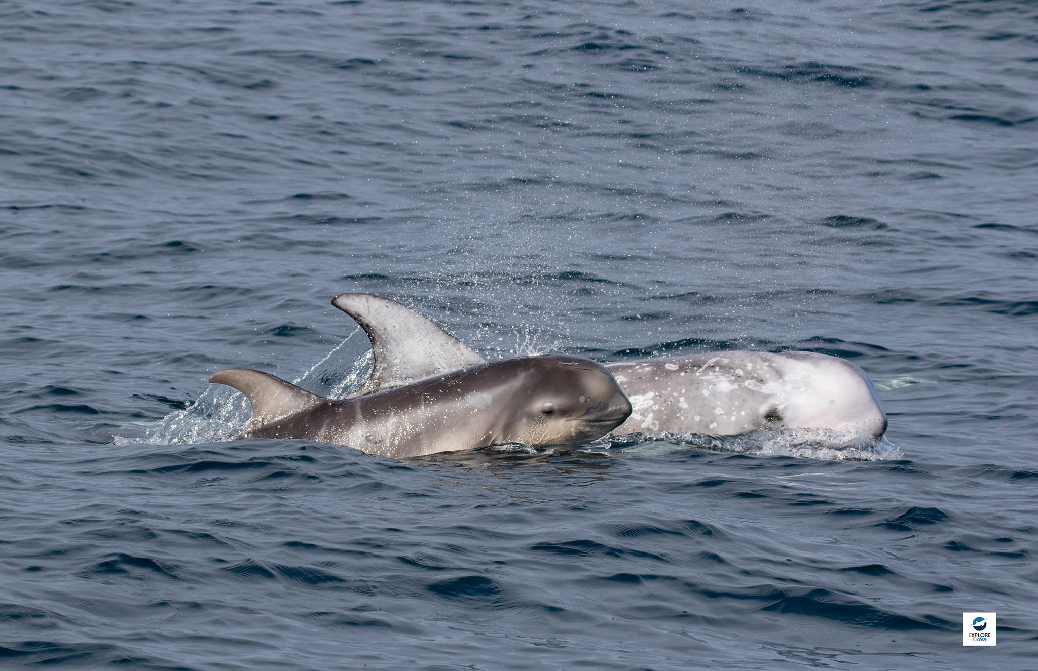 Dauphins de Risso - Explore Océan