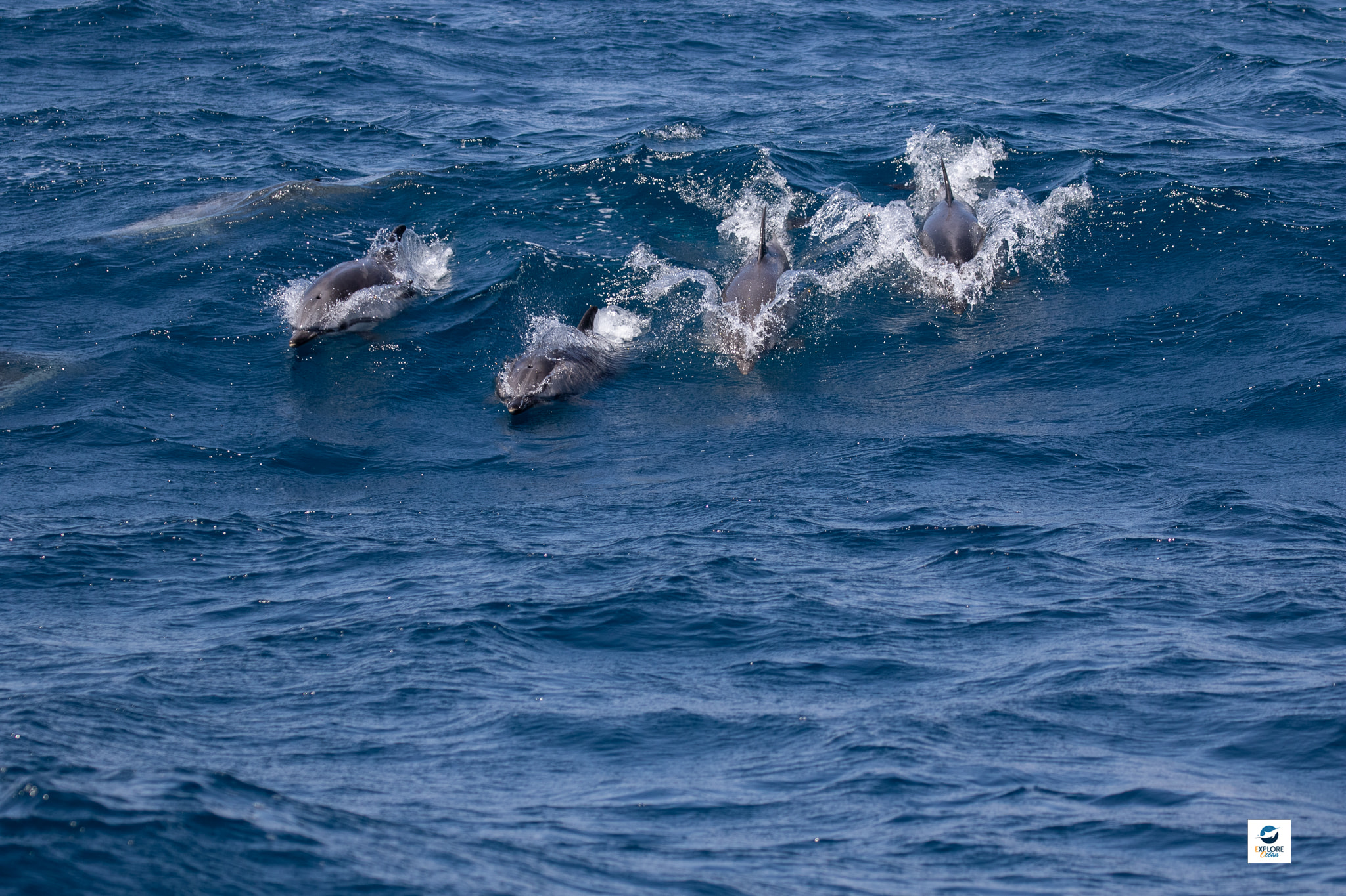 Photo de 4 dauphins communs surfant dans la vague au large de la cote basque lors d'une Expédition