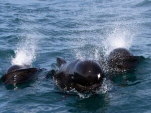 Globicéphales noirs nageant vers le catamaran Atalaya d'Explore Ocean, gouf de capbreton
