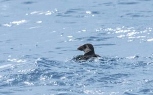 Macareux moine vivant observé lors d'une Expédition cétacés d'Explore Océan au large de la cote basque