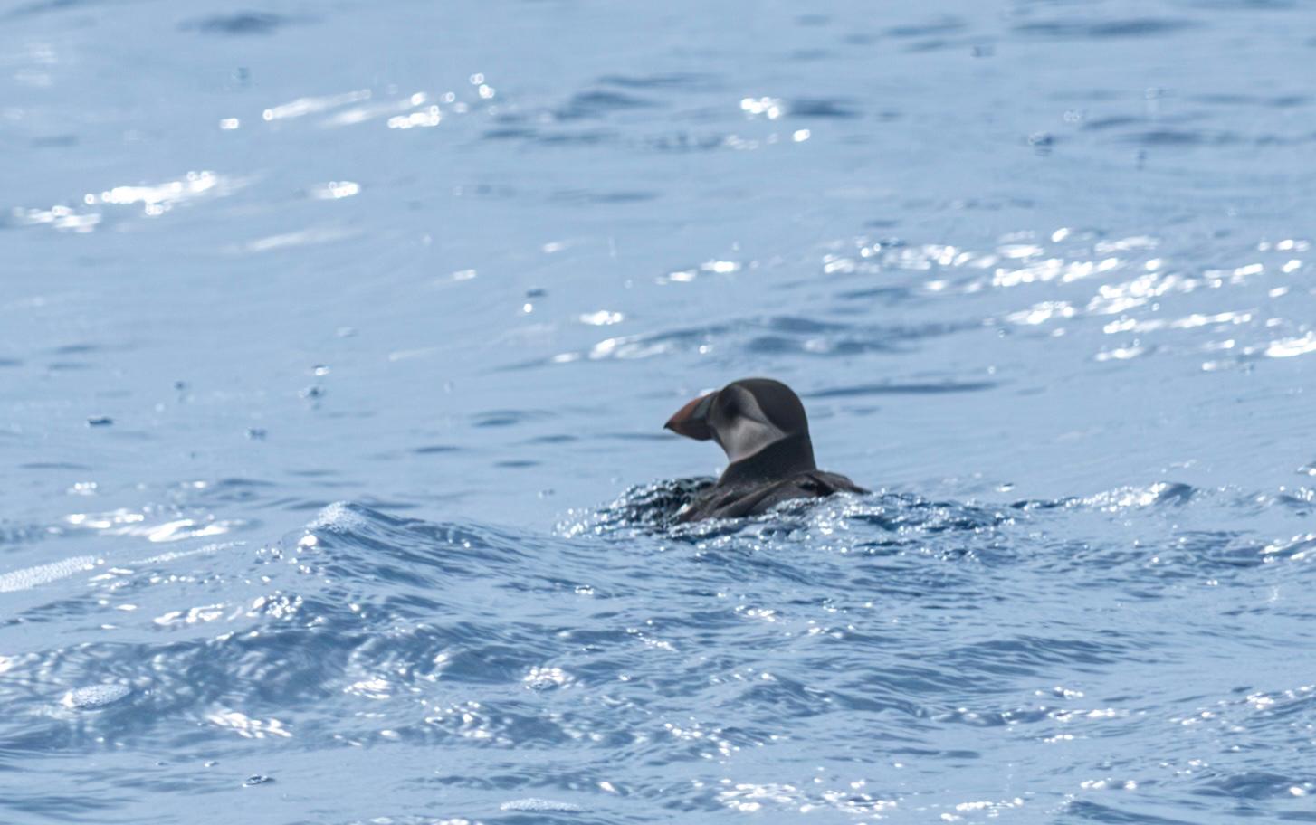 Macareux moine vivant observé lors d'une Expédition cétacés d'Explore Océan au large de la cote basque