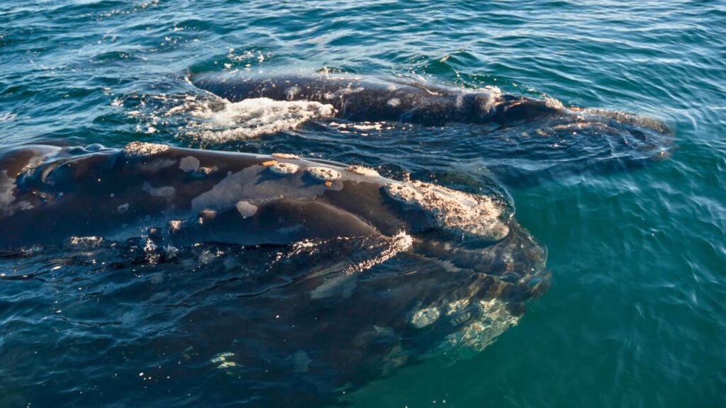 Baleine franche de l'Atlantique et son petit