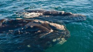 Baleine franche de l'Atlantique et son petit